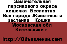 Замечательная персикового окраса кошечка. Бесплатно - Все города Животные и растения » Кошки   . Московская обл.,Котельники г.